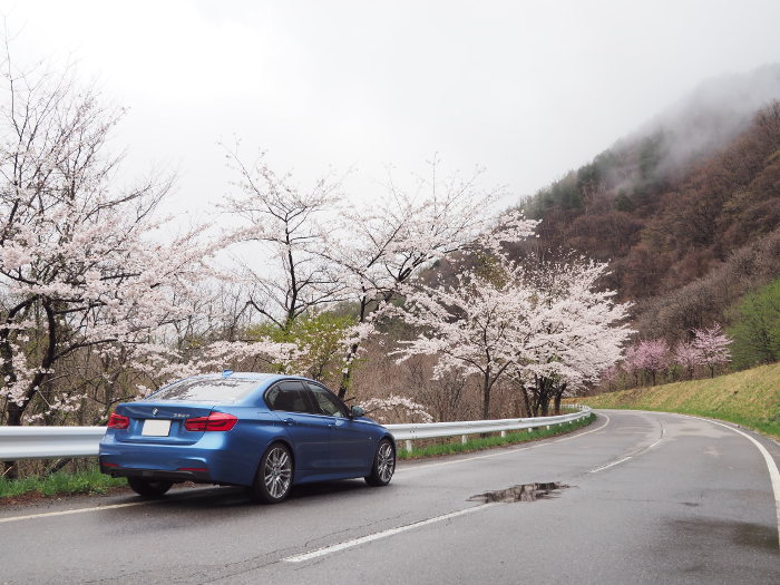 BMW 320dと桜